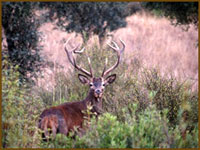 Caza Mayor en Valencia de Alcántara