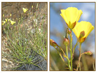 Drosophilum Lusitanicum, Atrapa Moscas