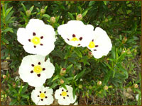 Cistus Ladanifer, Jara